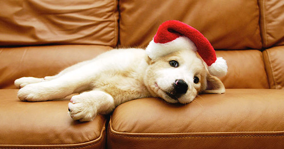 couture dog clothes supplier
