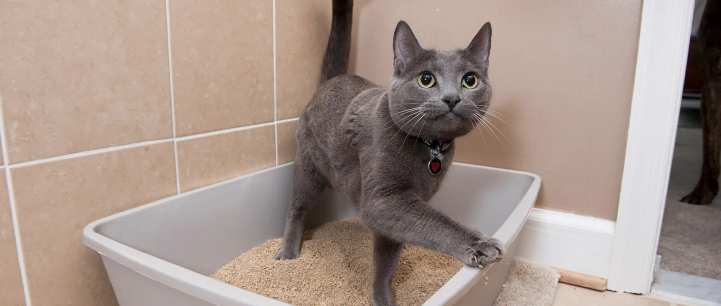 odm cat sand