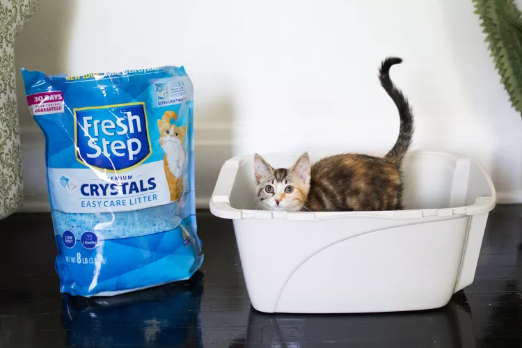 wholesale sand type cat litter