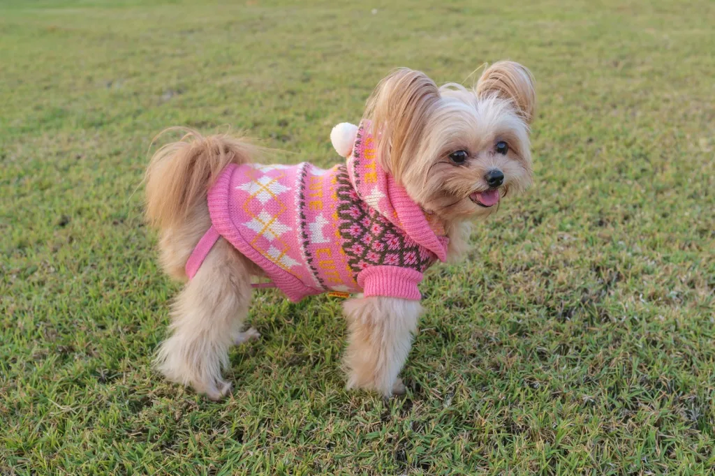 china xlarge dog clothes