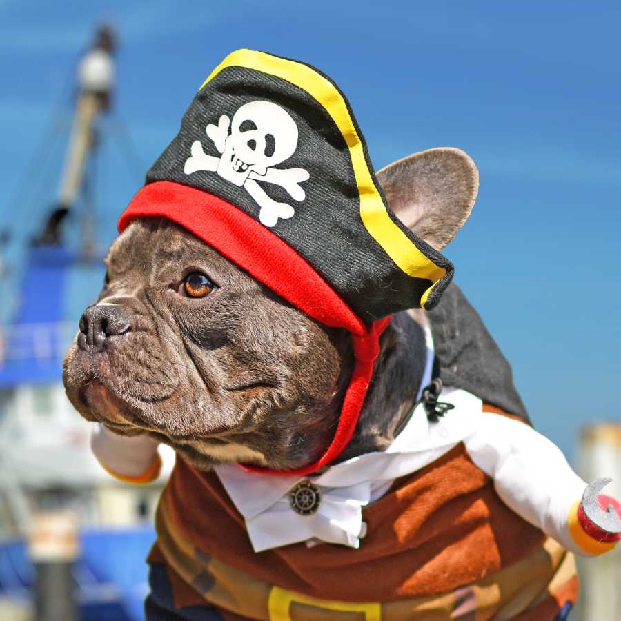 china top paw dog clothes