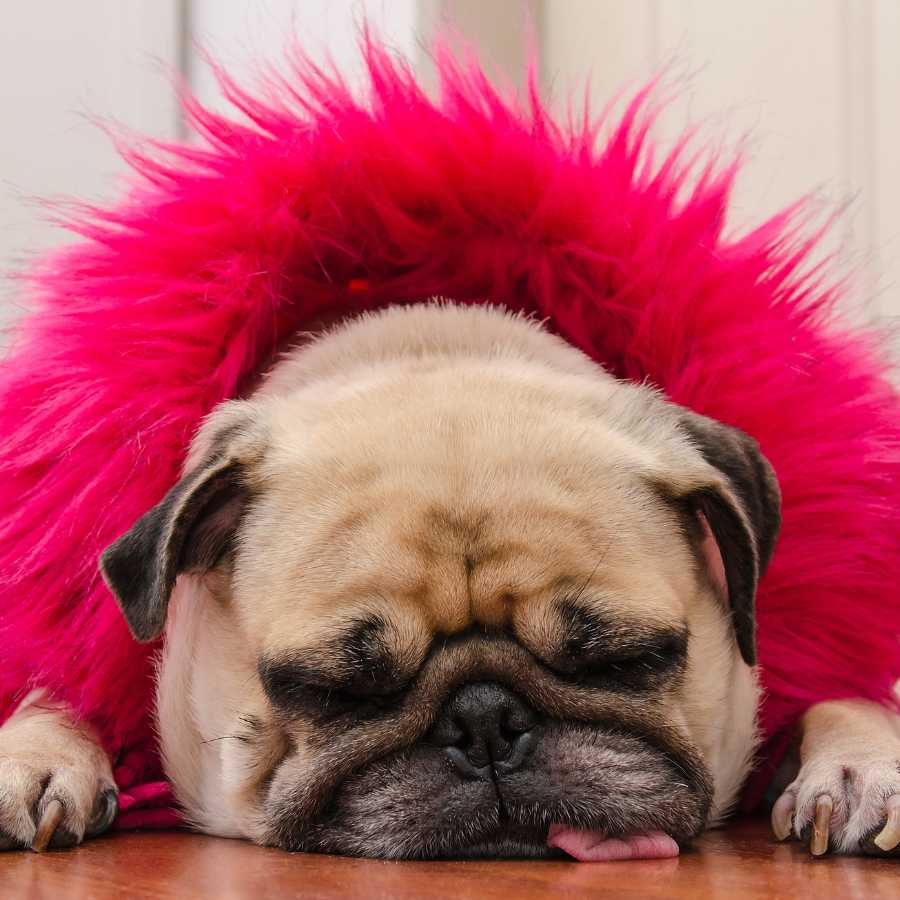 dog clothes large factories