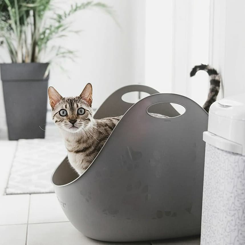rite aid cat litter factory