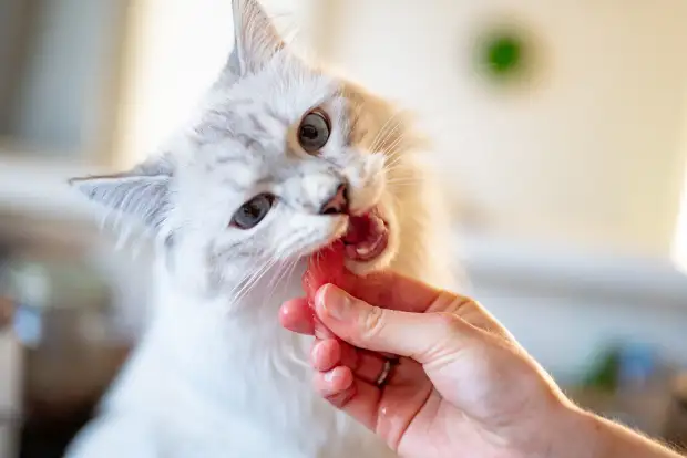 rare sand cat suppliers