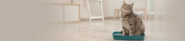 odm cat litter that slides