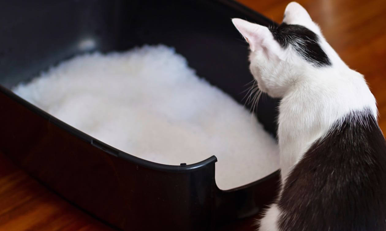 sand type cat litter suppliers