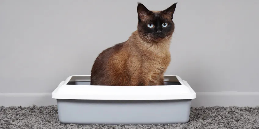 custom purple cat litter