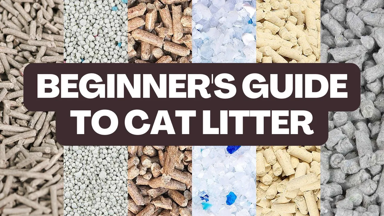oem natural sand cat litter