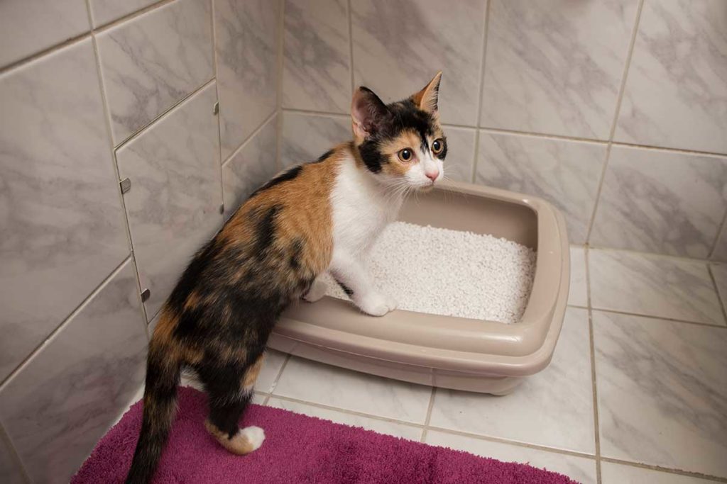 custom cature tofu cat litter