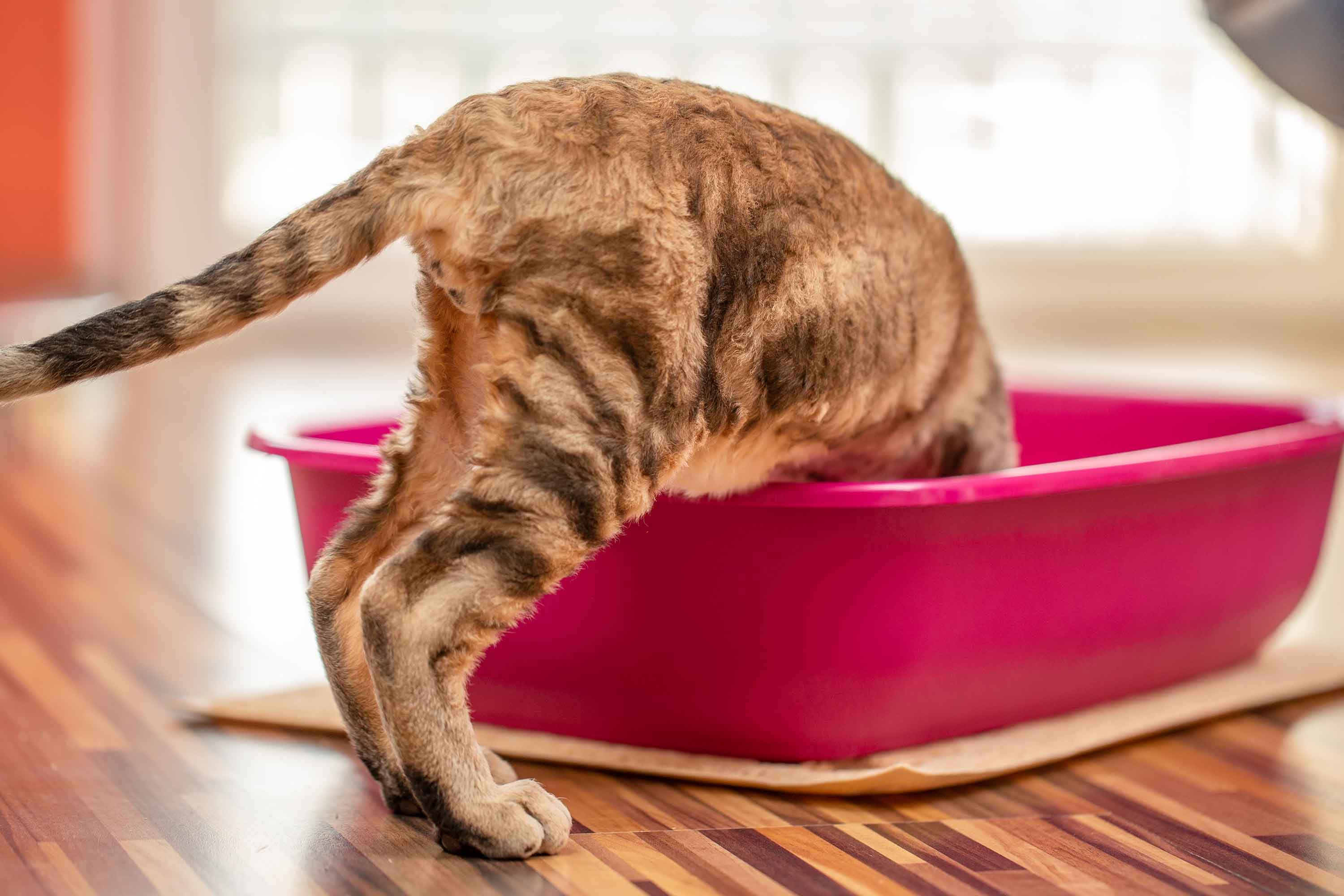 china companion cat litter