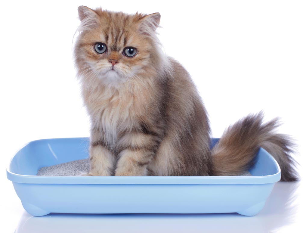 bentonite cat litter manufacturer