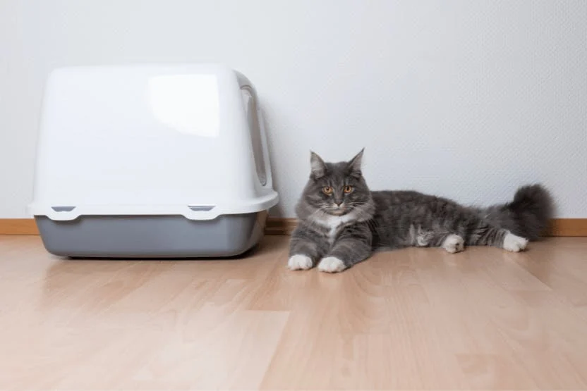 premium tofu cat litter manufacturers