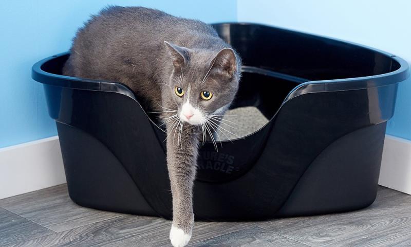 odm clump cat litter