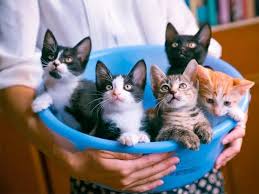 odm cat sand