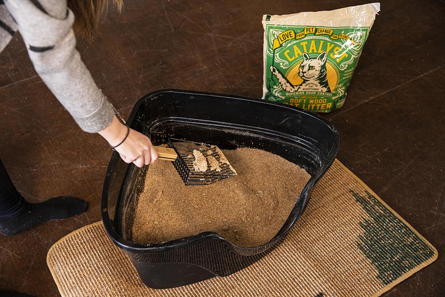 custom blue cat litter