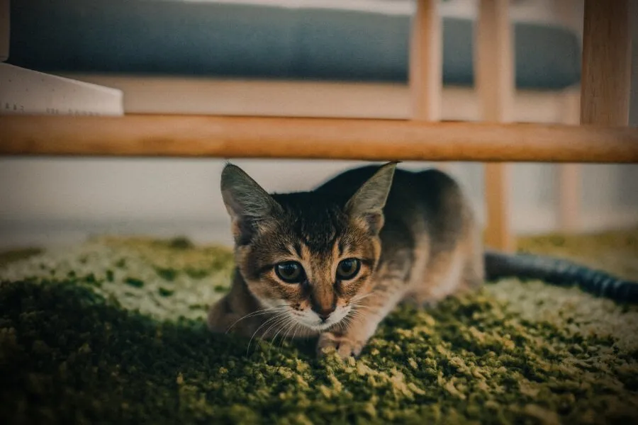 odm best cat sand litter