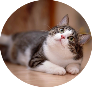 odm pet calming treats