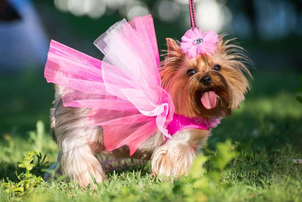 odm toy dog clothes