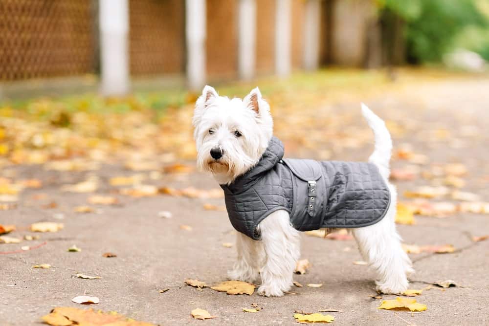oem bulk dog clothes