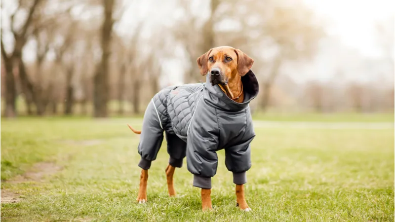 wholesale bulk dog clothes
