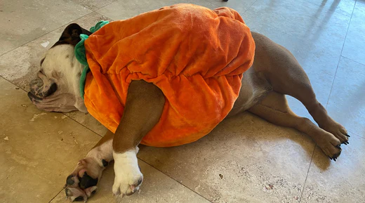 dog apparel supplier