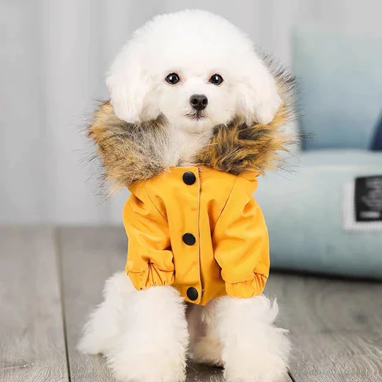 wholesale designer dog clothes