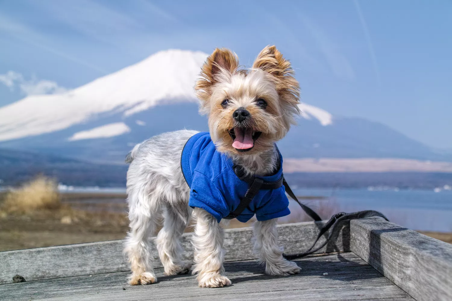 china rude dog clothes
