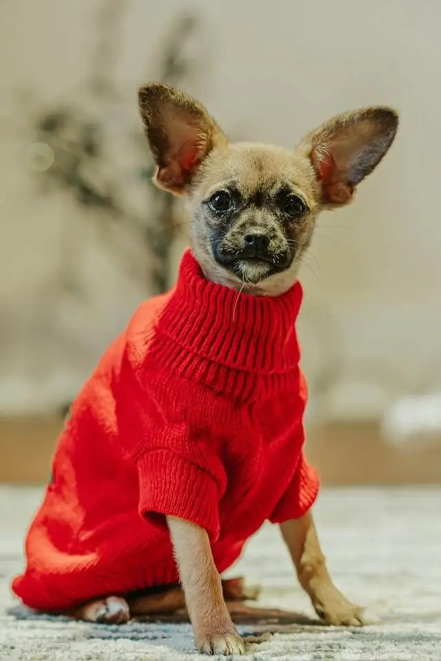oem wish dog clothes