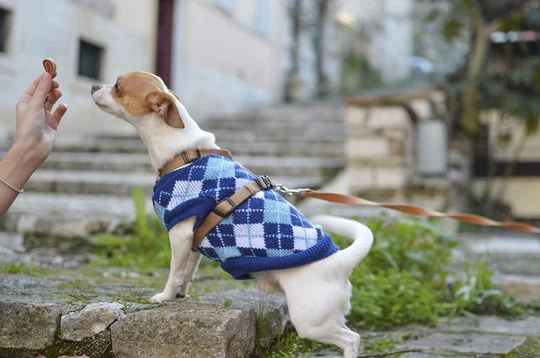 odm corgi dog clothes