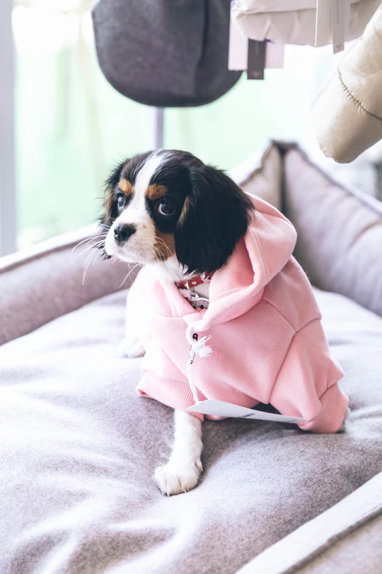 custom small breed dog clothes