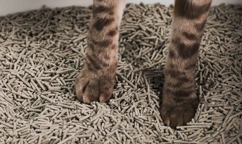 custom soy cat litter