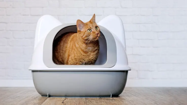 light cat litter manufacturers