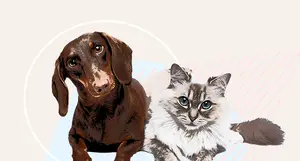 odm bentonite premium cat litter