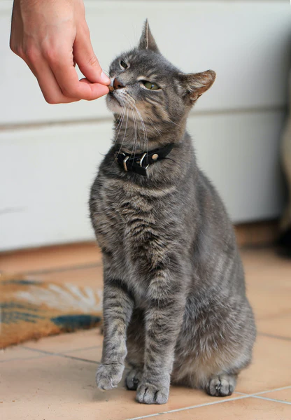 custom feline fresh cat litter