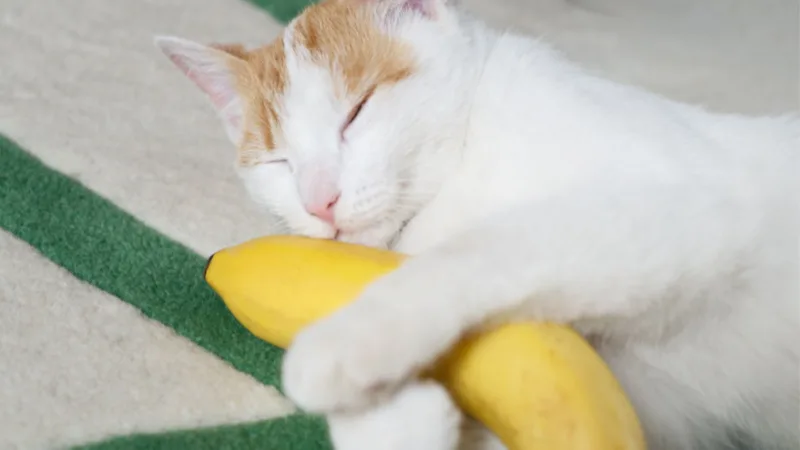 reusable cat litter manufacturer