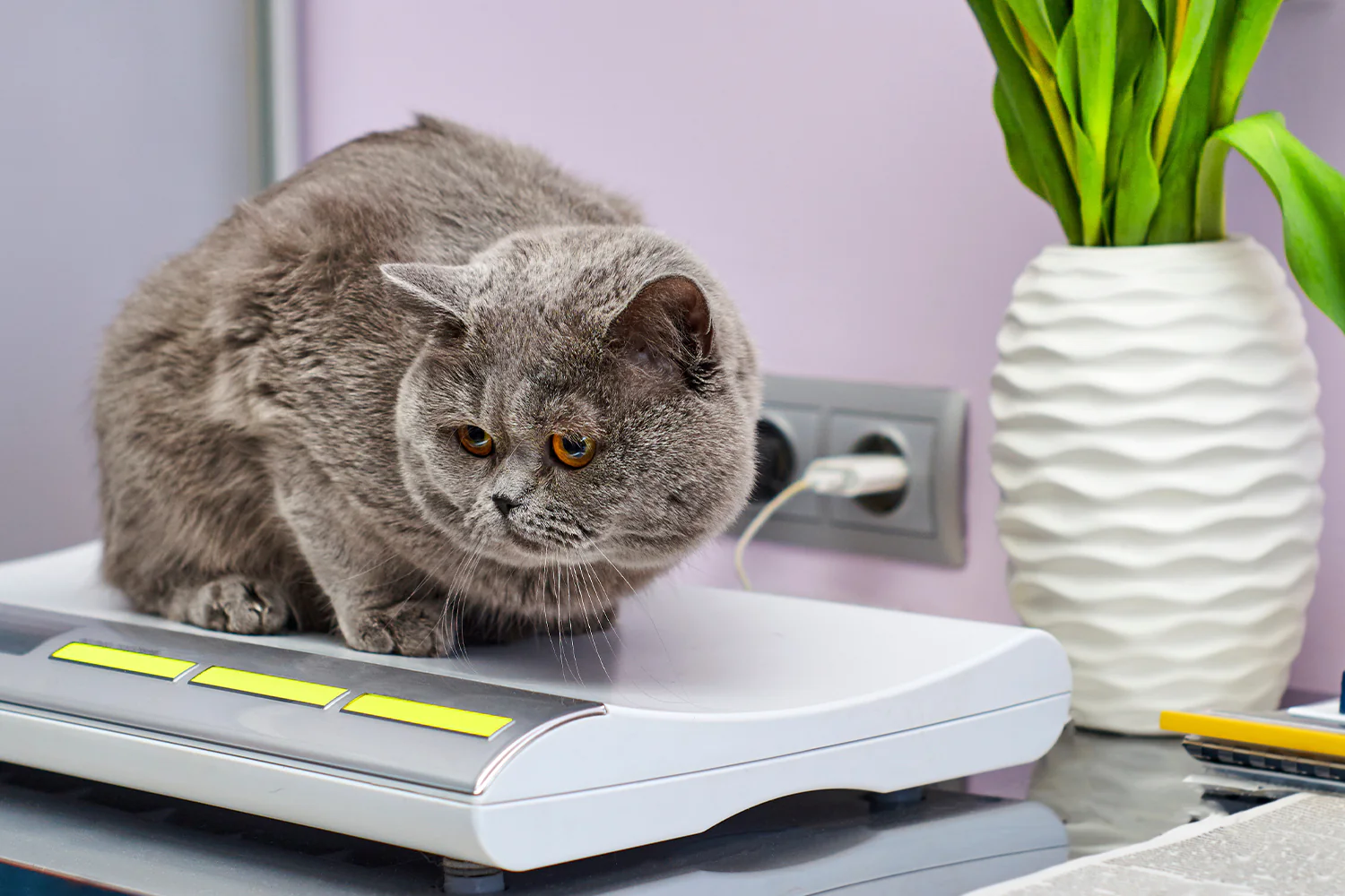 odm odourlock cat litter