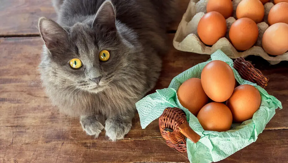 reusable cat litter supplier