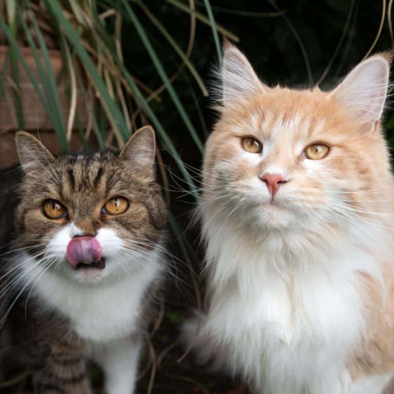 oem cat litter pellots