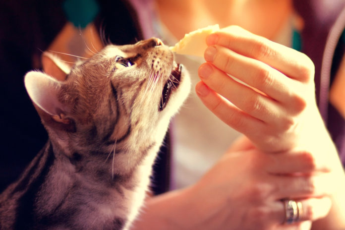 sand type cat litter manufacturers