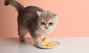 odm cat litter sand