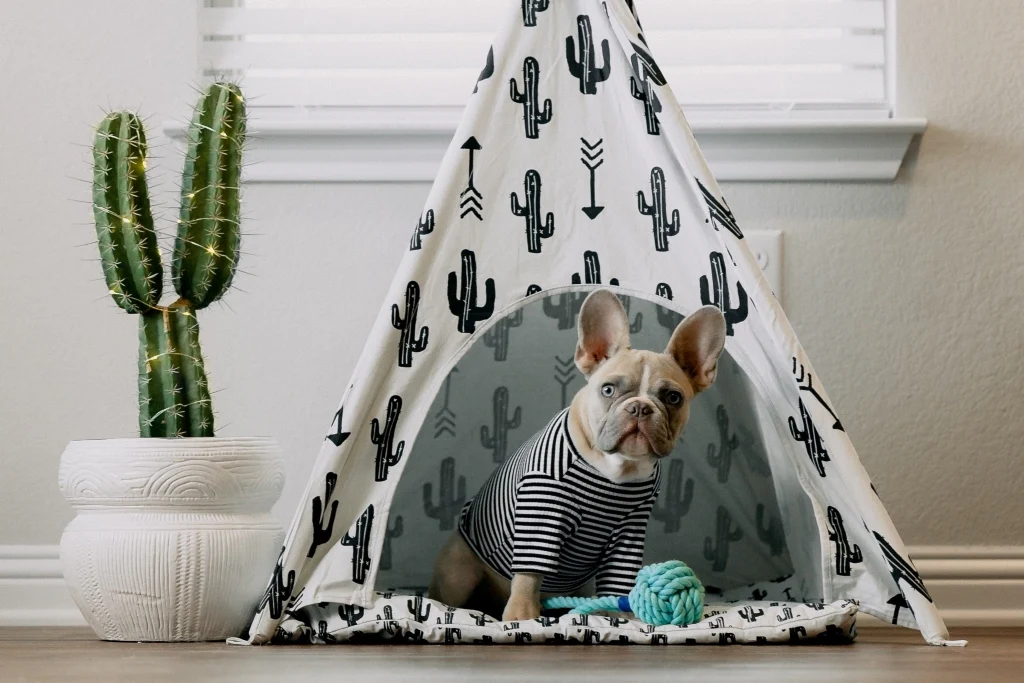 2xl dog clothes supplier