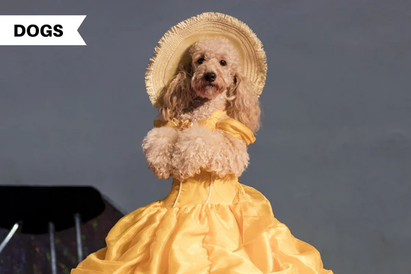 personalized dog clothes