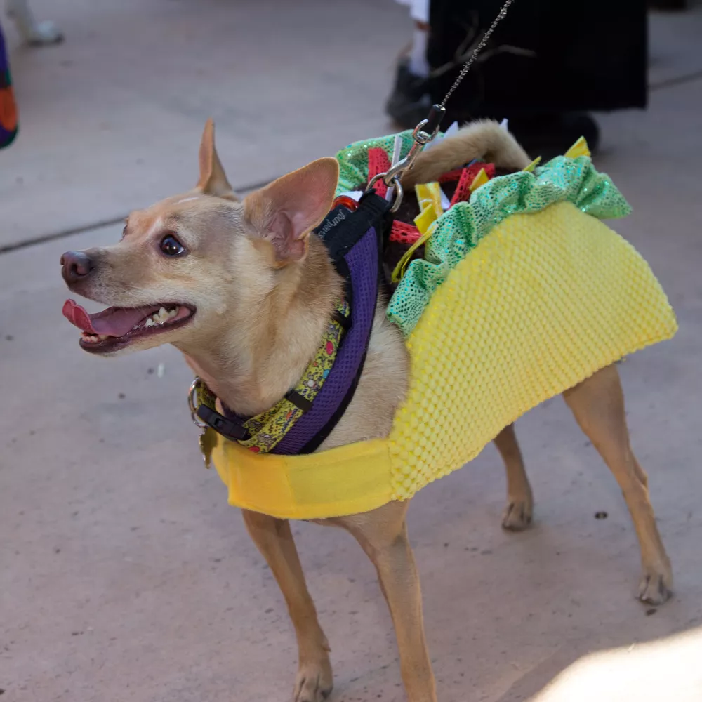 fashion dog clothes manufacturers