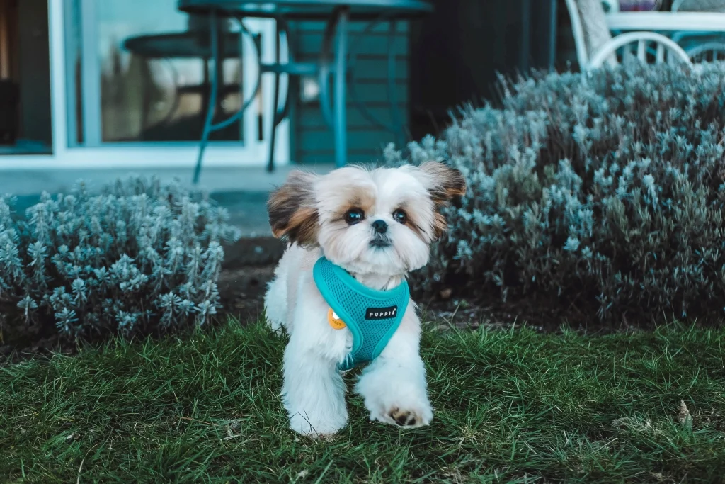 dog clothes small dogs factories