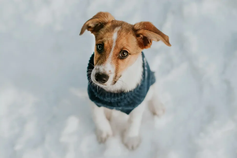 couture dog clothes factory