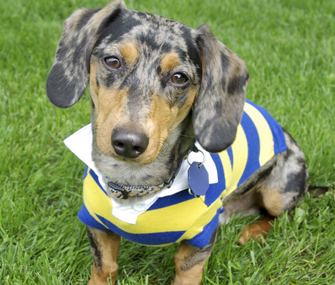 custom clothes for yorkies dogs
