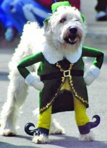 designer pet clothes factory