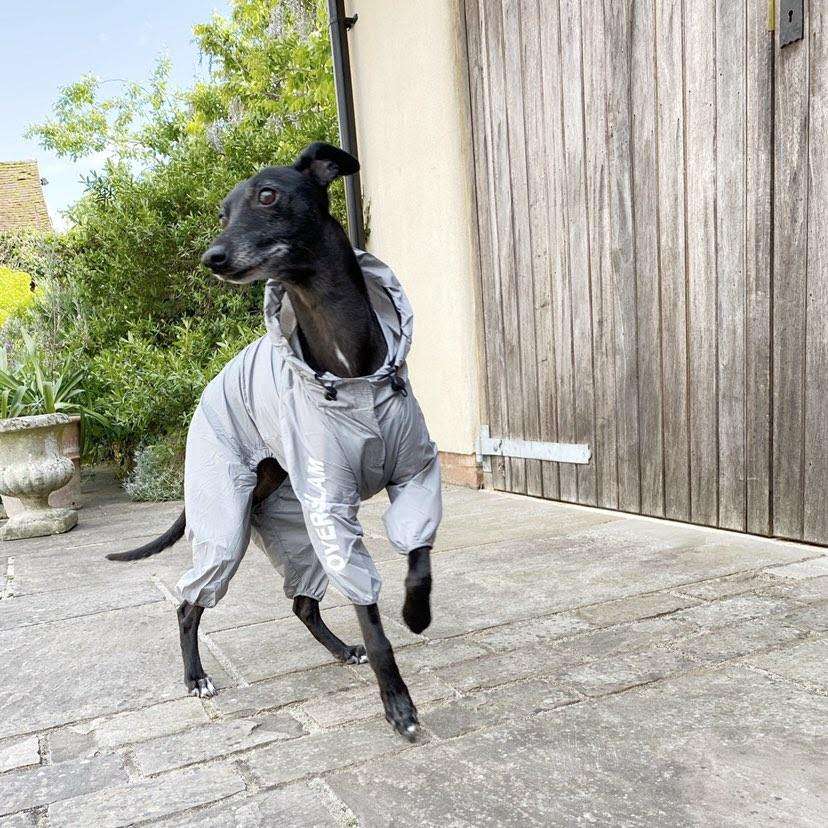 custom dog winter clothes