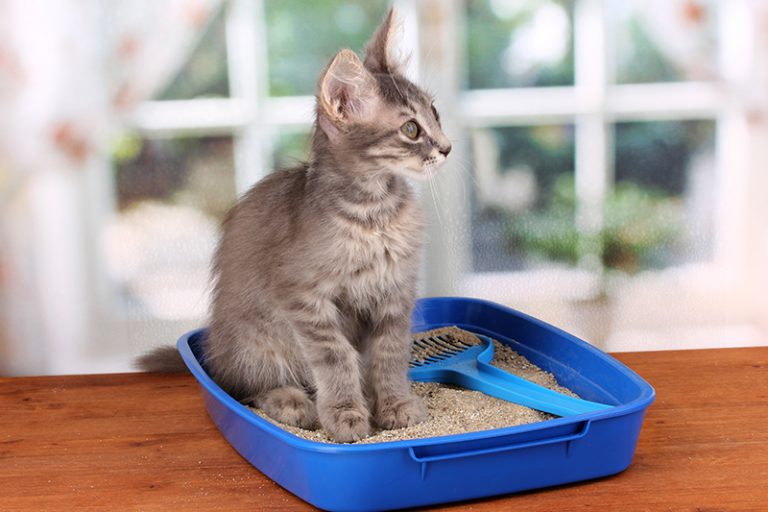 wholesale premium choice cat litter