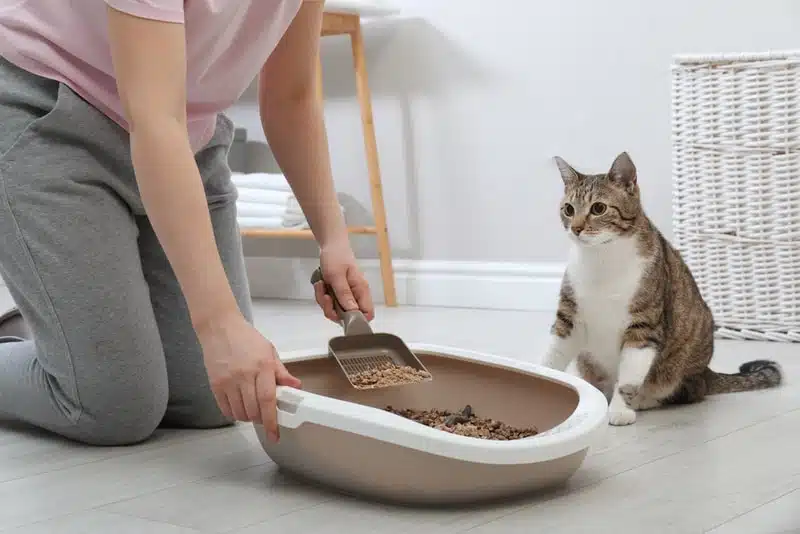 odm 50 lb cat litter